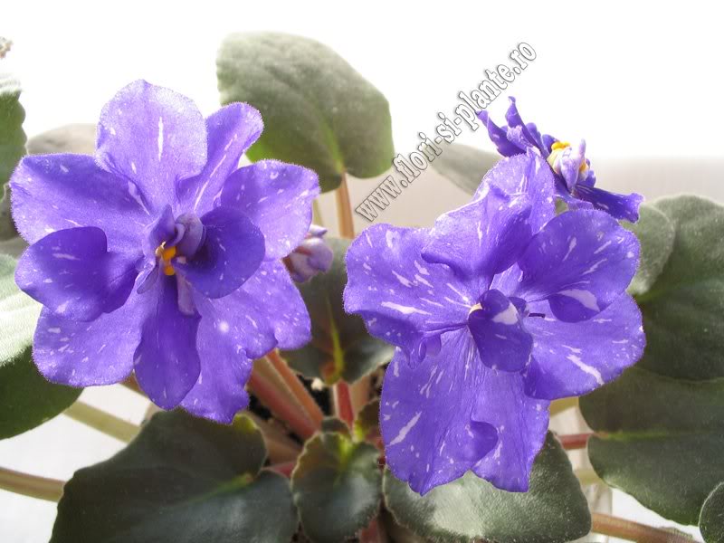 Saintpaulia Rainbow's Quiet Riot 6