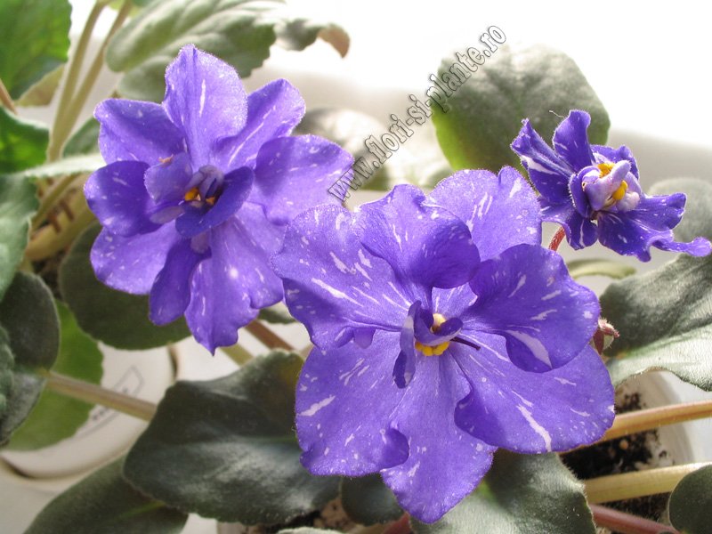 Saintpaulia Rainbow's Quiet Riot 7