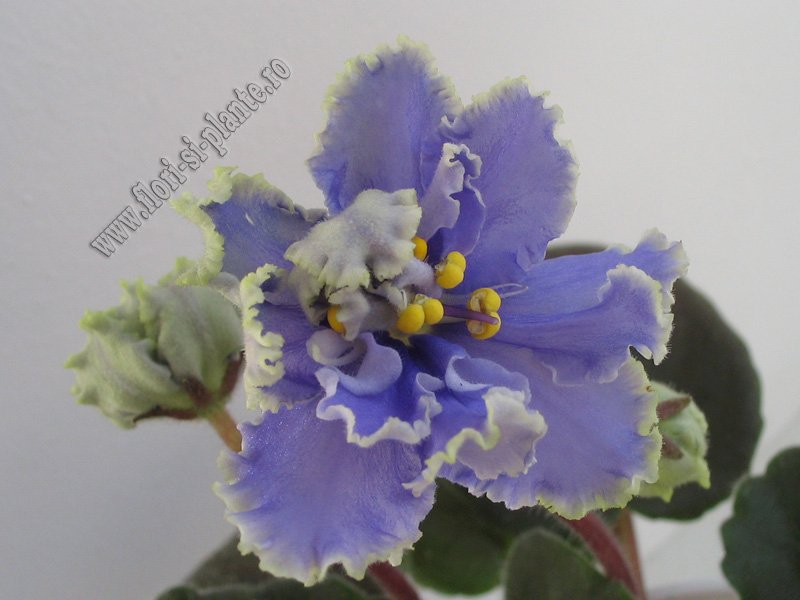 Saintpaulia Ruffled Skies 6