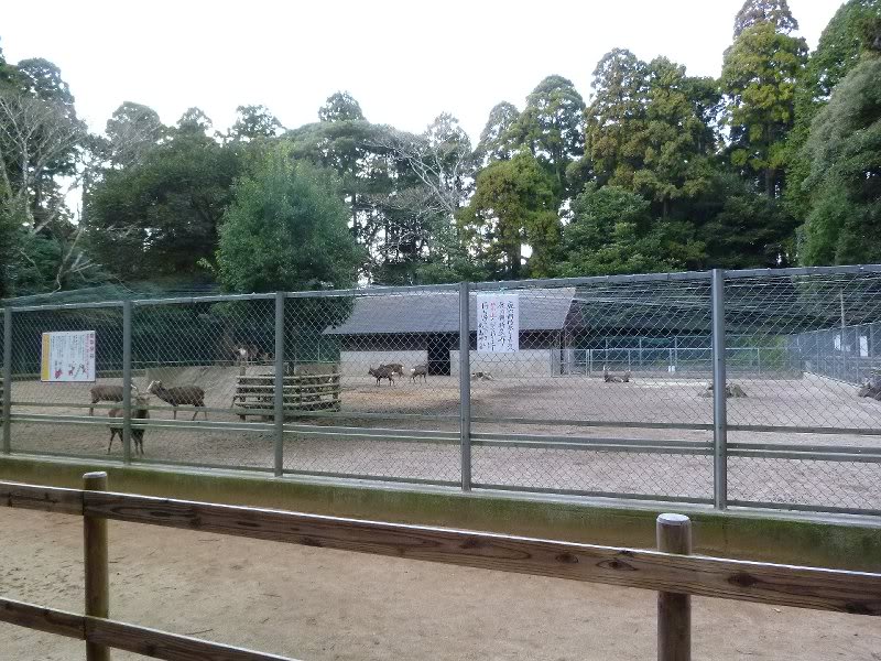 Kashima Shrine New Year 2011i