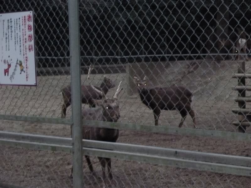 Kashima Shrine New Year 2011j