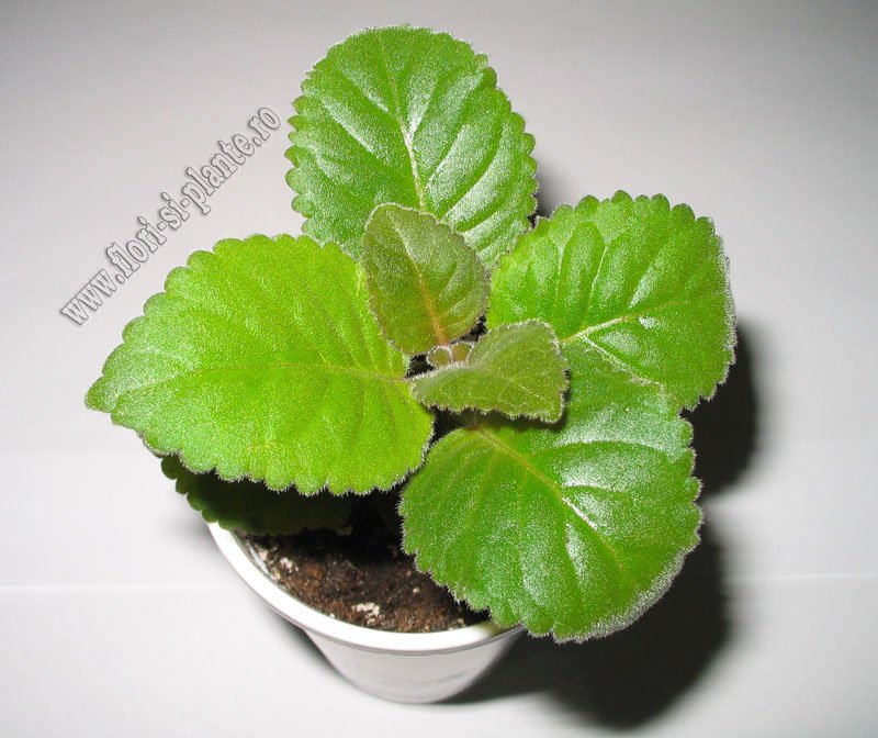 Sinningia Lena s vita 1