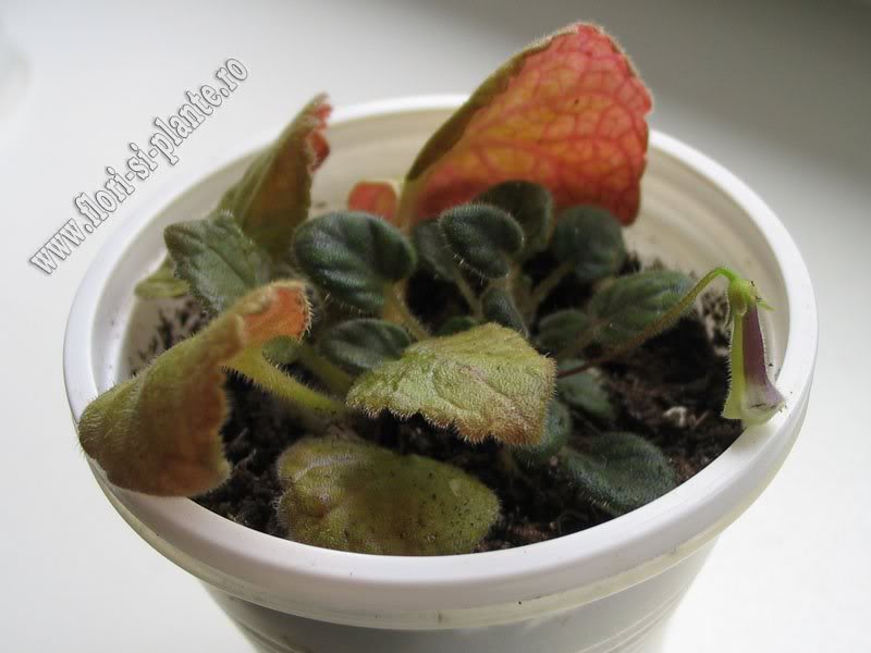 Sinningia Razzmatazz 1