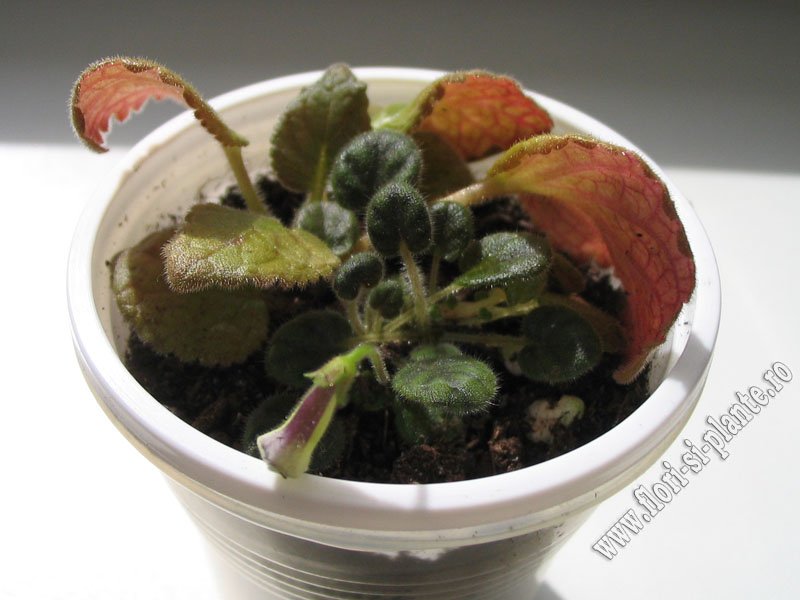 Sinningia Razzmatazz 2