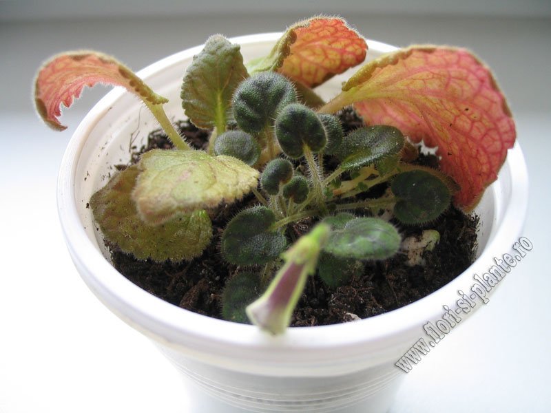 Sinningia Razzmatazz 3