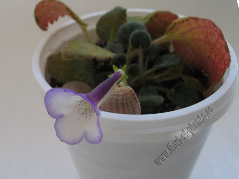 Sinningia Razzmatazz 5