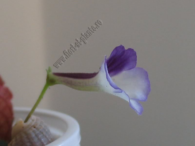 Sinningia Razzmatazz 7