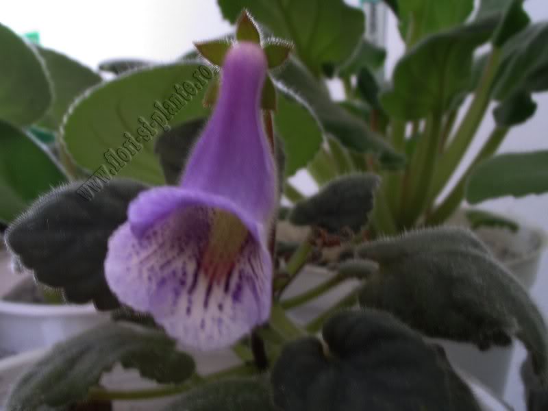 Sinningia mini nr A 13