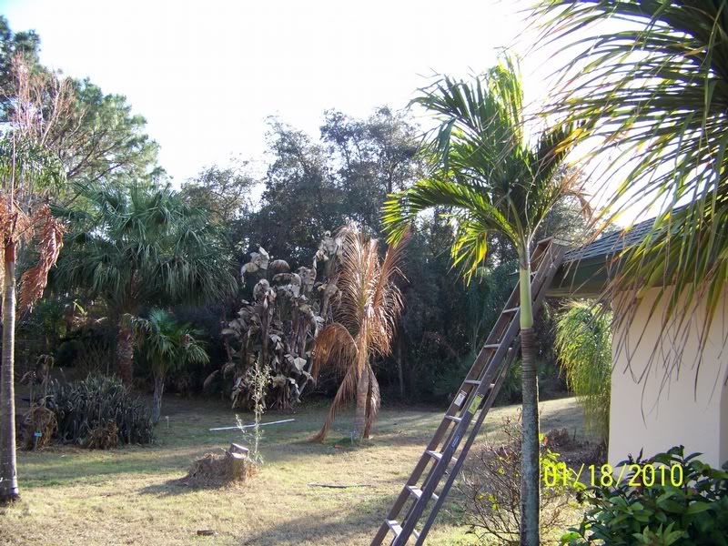 Adonidia, coconut, WBOP