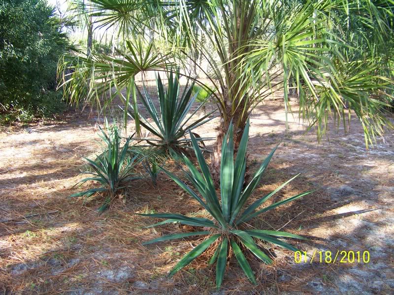 Agave sisalana (2)