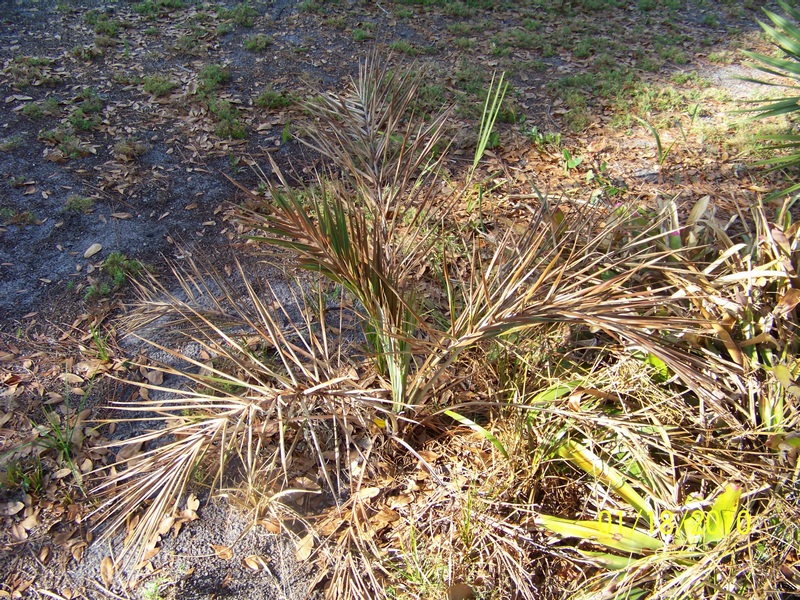 Allagoptera arenaria