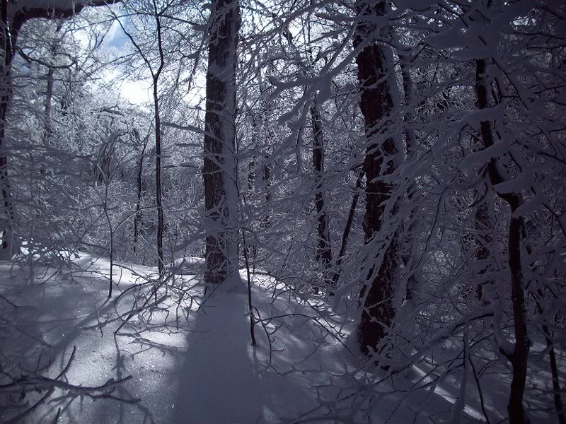 Eagle-Balsam, Jan. 22, 2011 002