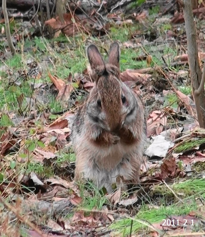 Rabbit Clean Paws