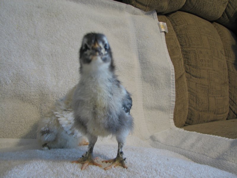Chicks 044