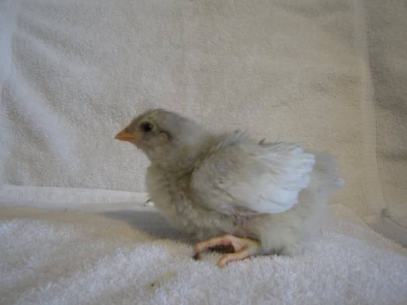 Chicks 046