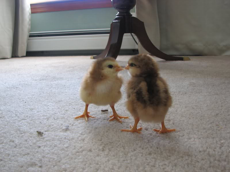 EE Chicks 2 days old