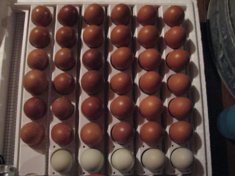 Eggs 1-29-11 003