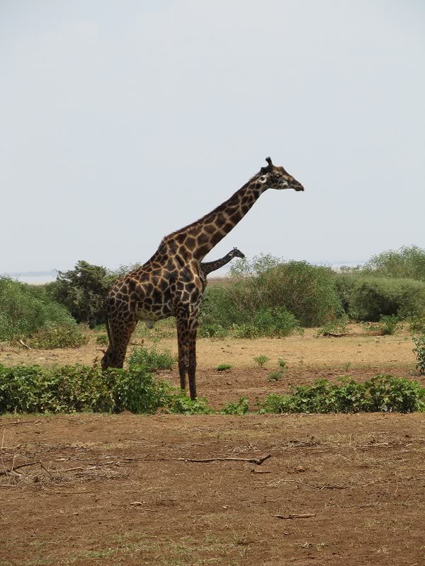 Giraffe_manyara
