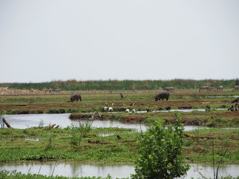 Hippos_manyara