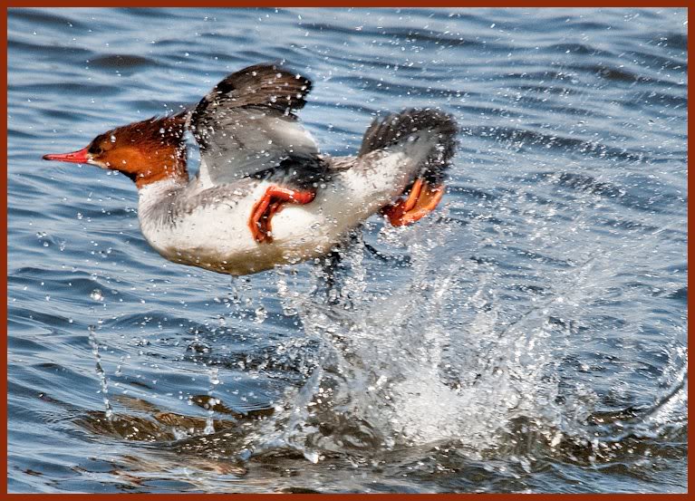 Common Merganser, "take off", Ft. Miller, NY 3-2011