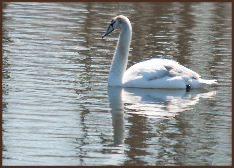 Juvi Mute Swan, Ft. Edward, NY, 3-30-11