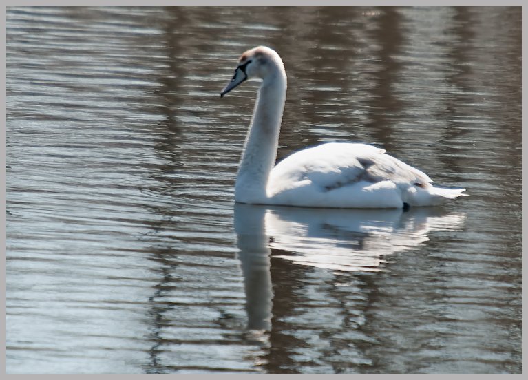 Juvi Mute Swan, Ft. Edward NY, 3-30-11