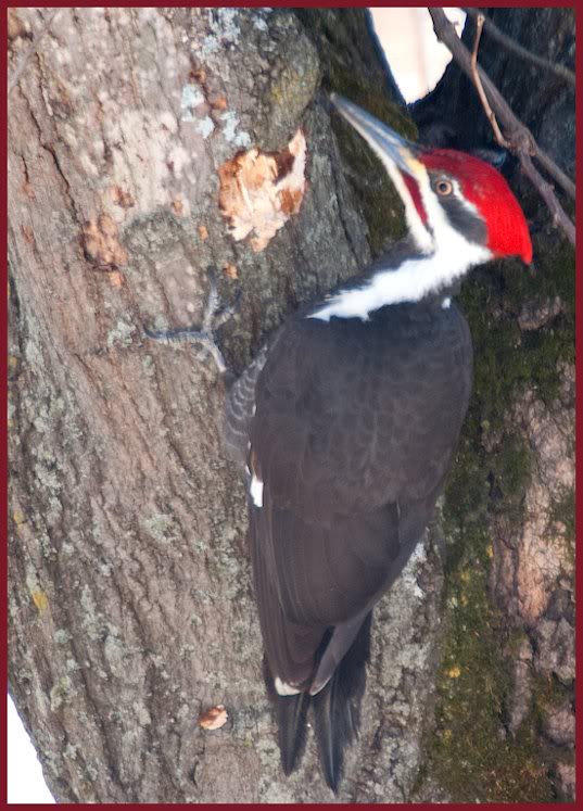 Pileated Woodpecker, Waterford, NY 3/11