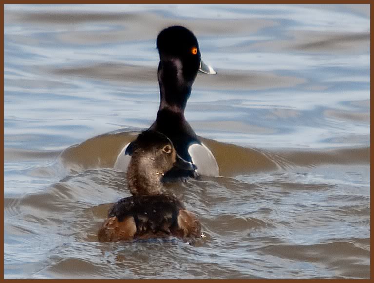 Ring-necked Duck pair, Ft. Miller, NY 3-2011