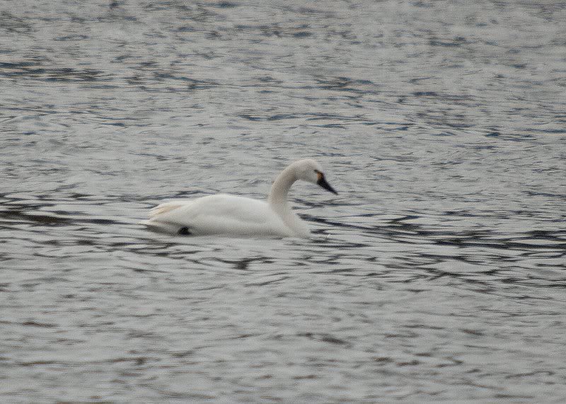 Swan Ft. Miller, NY 3/11