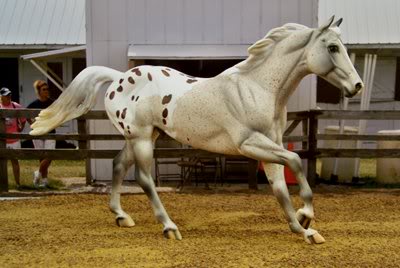 Saigon Cinnamon - rn