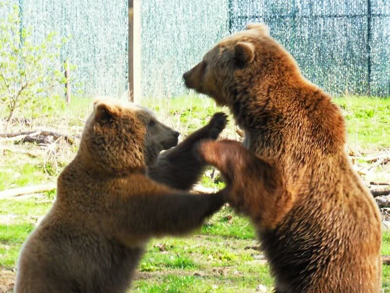 freundschaftlic he Rangeleien