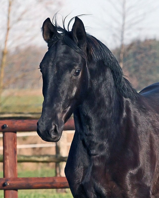 Siziana by Show Star