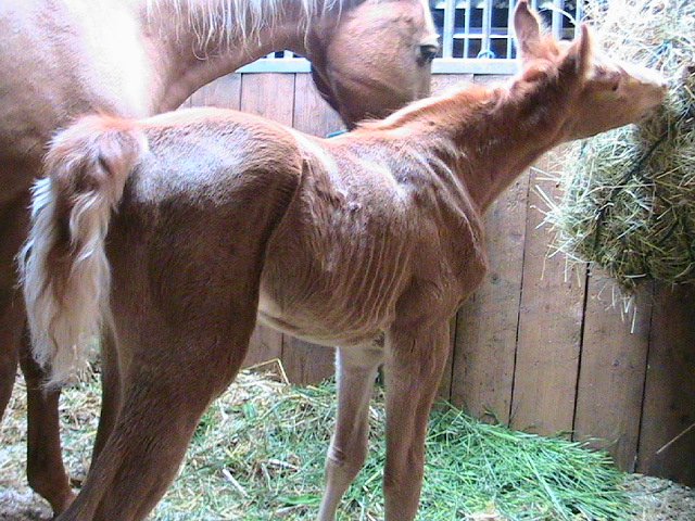 What mum can eat I can eat too