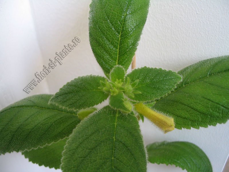 Achimenes Antirrhina 1