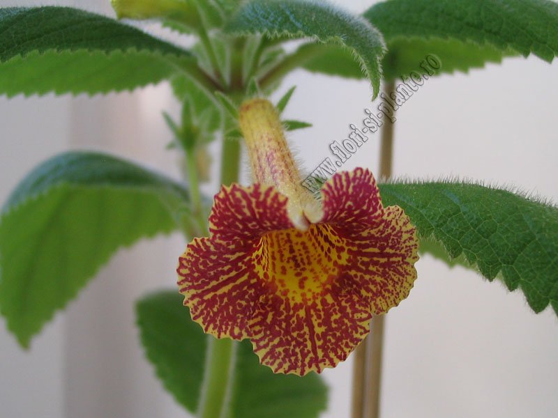 Achimenes Antirrhina 3