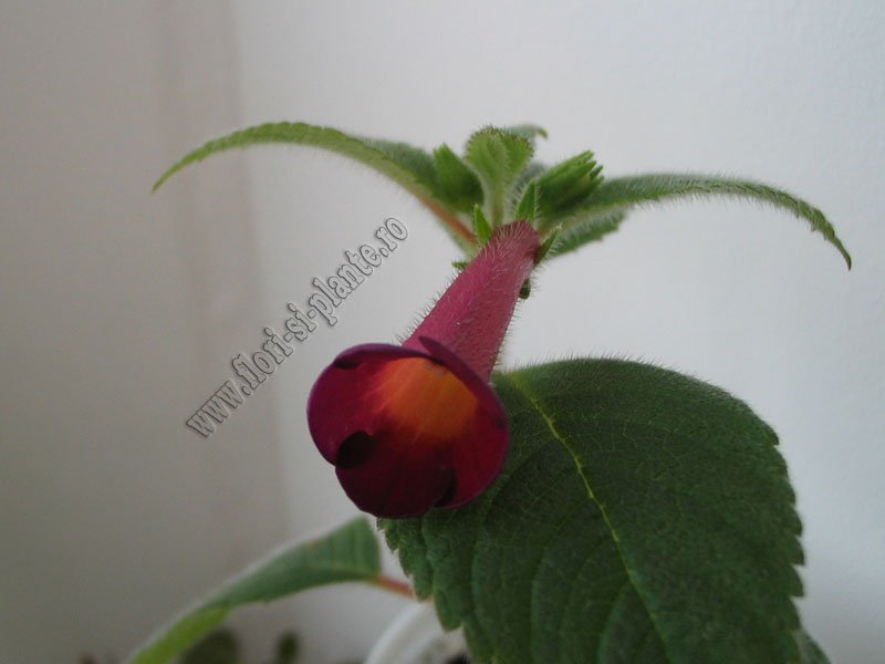 Achimenes Red Giant 2