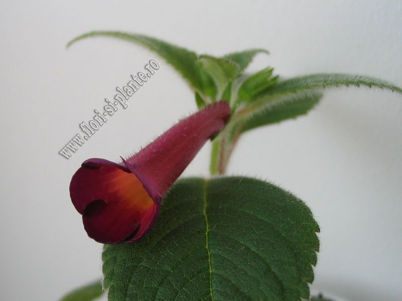 Achimenes Red Giant 3