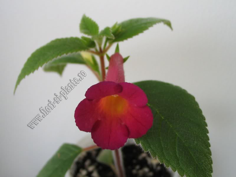 Achimenes Red Giant 5