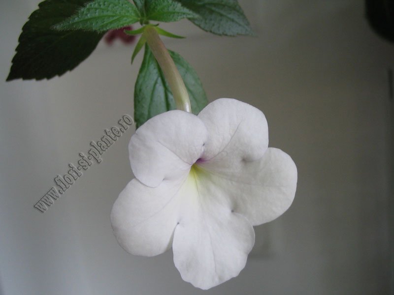 Achimenes Snow Surprise 2