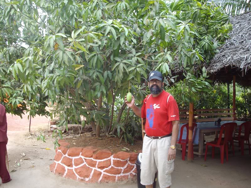 Mangoes and fruit trees.in Nisarg hotel of Guhagar.