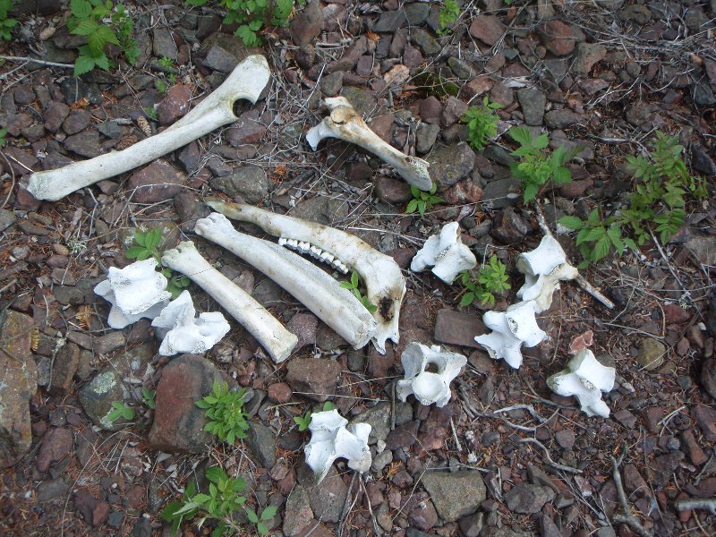 Many parts of a caribou