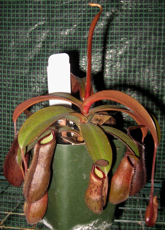 Black Knight 6-29-11