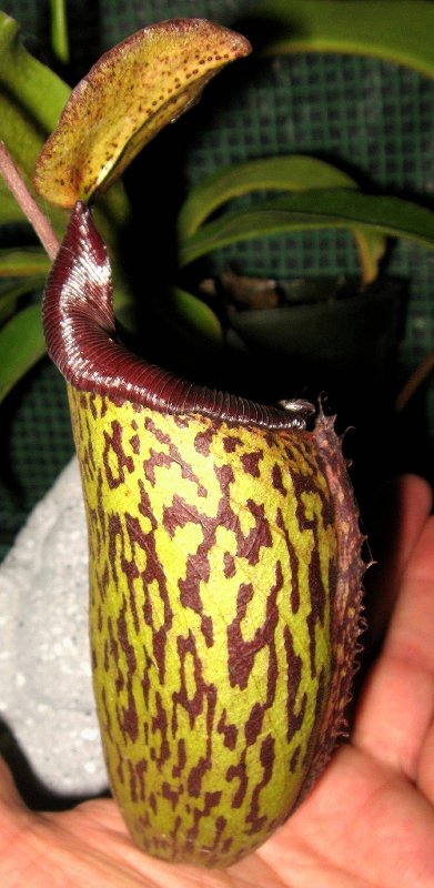 Exotic Lady 6-29-11 B