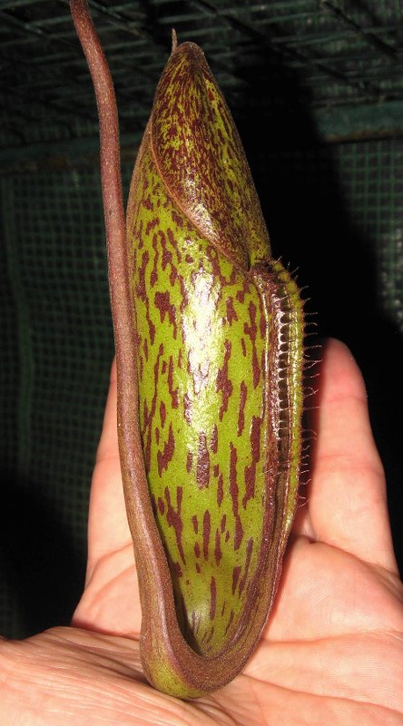 Exotic Lady 6-29-11 C