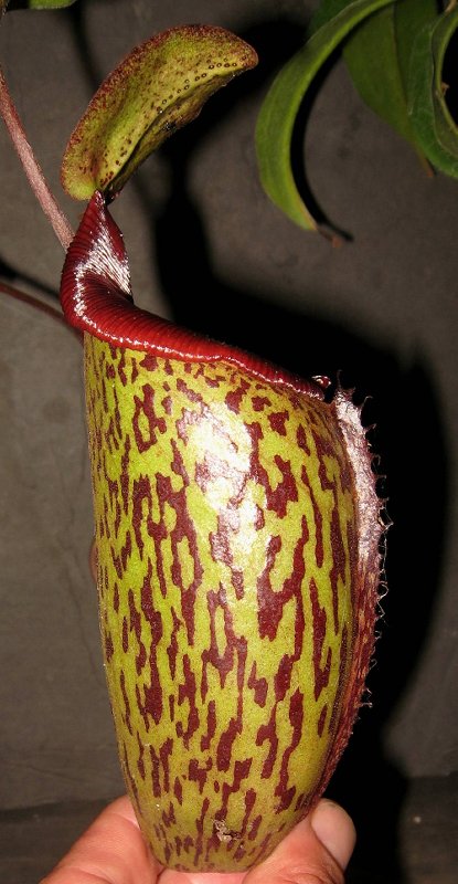 Exotic Lady 6-7-11 A