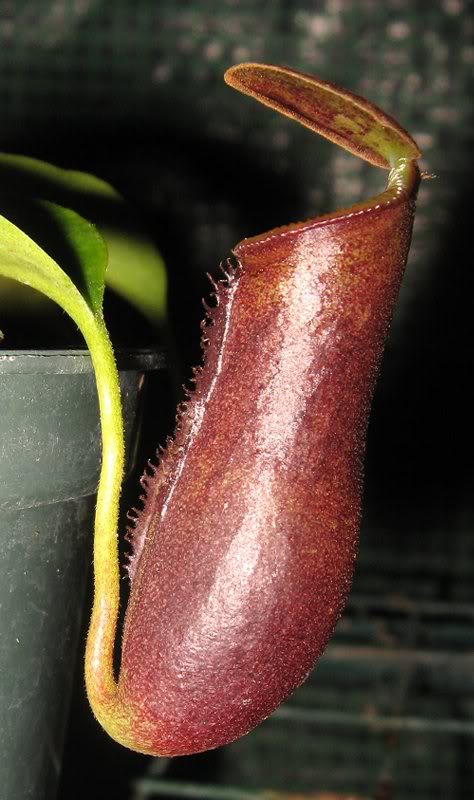 Lowii X Campanulata 6-29-11