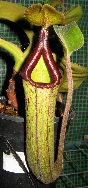 Marbled Dragon 6-29-11