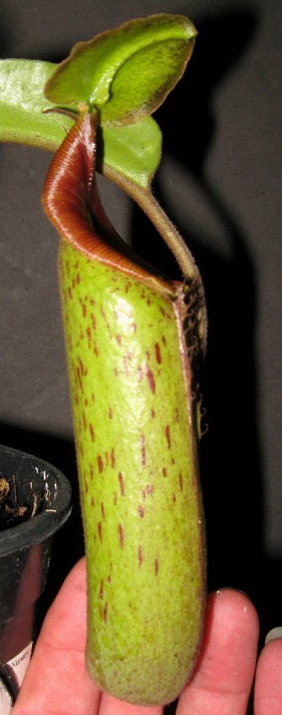 Marbled Dragon 6-7-11