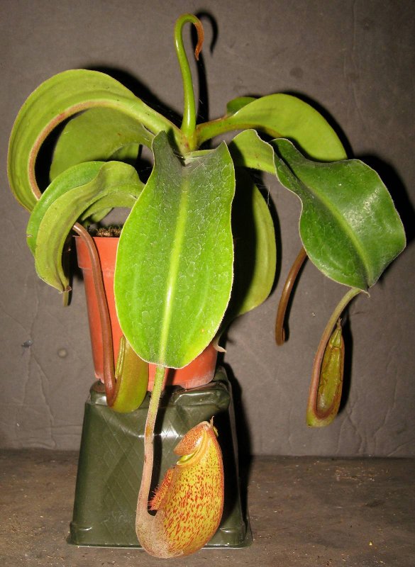 Maxima X Trusmadiensis 5-18-11