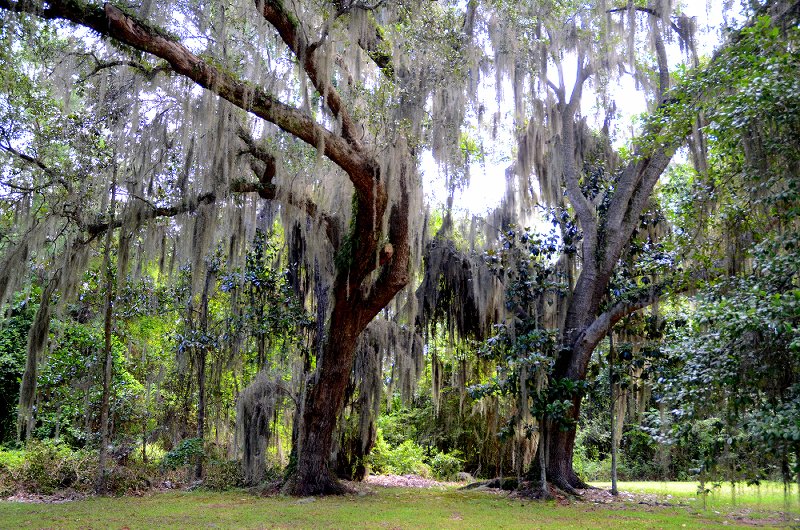 Spanish-Moss